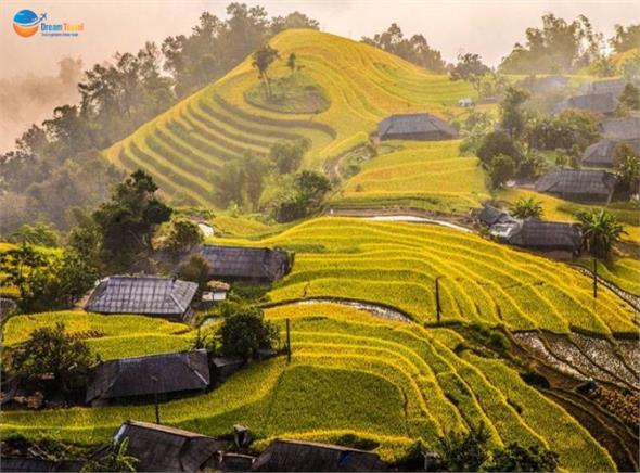 Tour Hoàng Su Phì - Bản Phùng - Suôi Thầu - Bắc Hà mùa lúa chín 3N2Đ